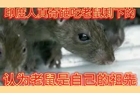 印度人真奇葩，认为老鼠是自己的祖先，吃老鼠剩下的食物