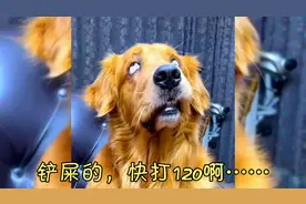 盘点狗子日常各种傻萌甜的表情瞬间……视频封面