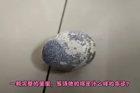 你家狗狗爱吃什么？今天为狗狗准备的鹌鹑蛋大餐！