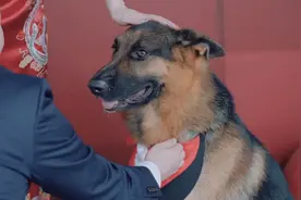 全程有狗狗参加的婚礼  变得更加幸福有意义视频封面