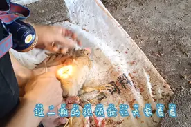 给小公鸡苗做阉鸡手术，直播全过程，拒绝喂药。