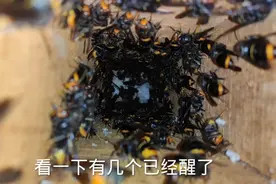 知道马蜂是怎么度过寒冷的冬天的吗？竟然可以不吃不喝存活几个月