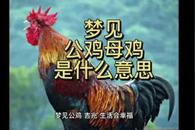梦见公鸡或母鸡是什么意思视频封面