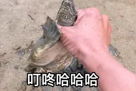 抓甲鱼真正的教学方法来了，自己看干货满满、一学就会！