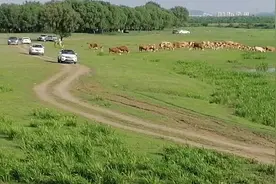 铁岭辽河草原路线视频封面