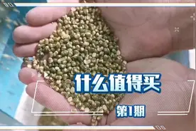 曹县绿豆破壁机 破壁完整 不脱皮 不粉碎 整粒破壁 质量保证视频封面