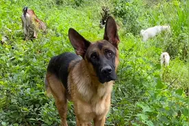 主人叫狗狗把羊赶回家，狗狗怕有羊走丢，又到山上巡视了一圈