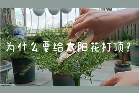 太阳花插扦一个月就要打顶，打顶后会生长更多枝条，花包自然就多视频封面