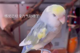 小鹦鹉生病了怎么办？拉绿便甩食呕吐没精神，这样做就能把它治好