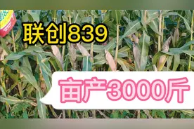 河南商丘玉米地，品种：联创839，有人吹牛亩产3000斤，您怎么看视频封面