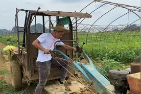 广西大面积种植红牙仔姜约3000多亩，预计在5月25号首批采摘