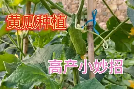 用食醋加红糖喷黄瓜效果太明显，实践出来的好办法，真不错视频封面