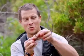 荒野求生，贝爷徒手捉狮子视频封面