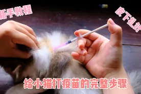 新手教程！给小猫打疫苗的完整步骤｜皮下扎针很简单，一学就会~