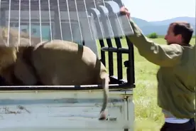 荒野求生：贝爷和狮子斗智斗勇，这操作绝了，终极逃生完成任务视频封面