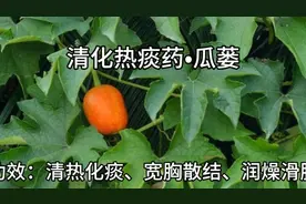 瓜蒌，毫不起眼的瓜，不仅可治肺痈、乳痈、还可治肠痈。视频封面