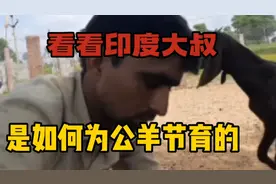 看看印度大叔，是如何为公羊节育的。