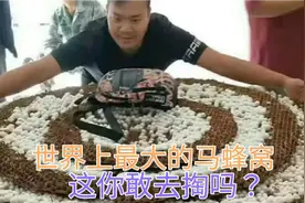 世界上最大的马蜂窝 高约1米左右 可以容纳几万只马蜂 你敢去掏吗