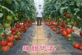 河南农业大学科教选育高产水果番茄豫甜优五，亩产高达2万多斤！