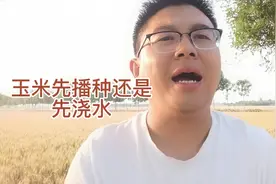 夏玉米先播种后浇水还是先浇水后播种呢？听听专家怎么说？视频封面