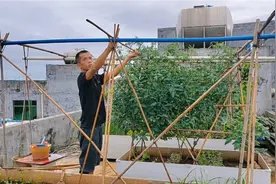 楼顶种的小番茄长势太好了，今天给它搭架子结果子，一起看看吧