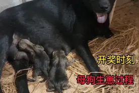 狗场每天惊喜不断，带你看母狗生崽全过程。视频封面