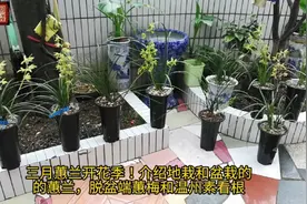 三月蕙兰开花季！介绍地栽和盆栽的蕙兰，脱盆端蕙梅和温州素看根视频封面