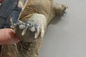 小鳄龟腐甲，治疗一下干养几天看看。