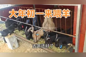 大年初一来给羊喂草，羊群们开始喜欢吃青贮草料了