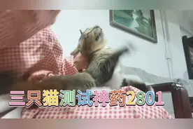 据说2801只需几百元治疗传腹，测试第一天药太苦，溶于水不好喂药