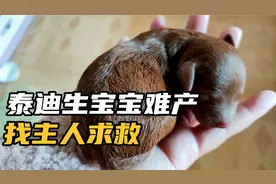 泰迪生宝宝难产，疼的找主人求救，万幸发现的早，不然主人后悔死视频封面