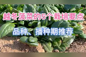 北方越冬菠菜栽培的5个技术要点，菠菜品种和播种日期推荐视频封面