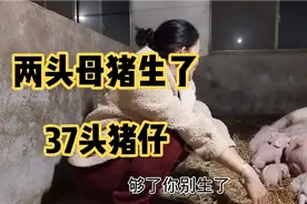 两头母猪产下37头小猪，听取网友的这个建议后产子率果然提高不少视频封面