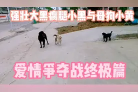 强壮大黑瘸腿小黑与母狗小黄，爱情争夺战终极篇！视频封面