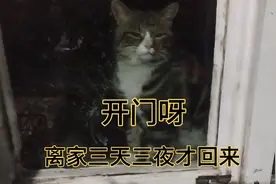 可怜猫咪离家出走三天三夜，回来被主人一顿责骂胖揍视频封面