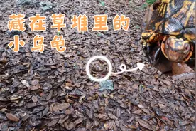 美国后院的落叶堆里藏了一只濒危保护动物东部箱龟～仔细看～视频封面