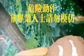 马蜂窝的采摘方式