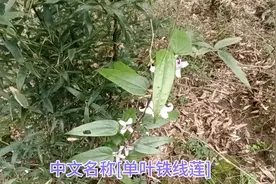 雪里开.中文名称[单叶铁线莲]