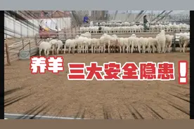 羊场有三种伤人行为，养羊的朋友们一定要早知道，千万不要大意视频封面