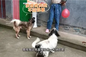 农村狗狗饭量大，吃饱了还把骨头藏起来，这狗子太有心机了！