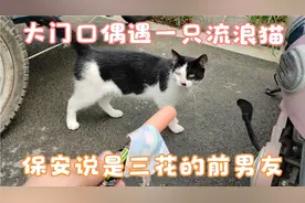 小区大门口偶遇一只奶牛猫，保安说它是三花的前男友。视频封面