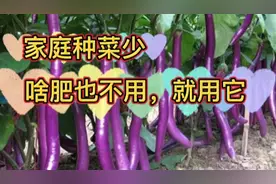 家庭种菜少，啥肥也不如这种肥，肥劲足，种出来的菜就是好吃