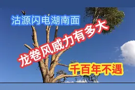 龙卷风威力大大树折断连根拔！坝上沽源一村庄现场实拍包括长梁！视频封面