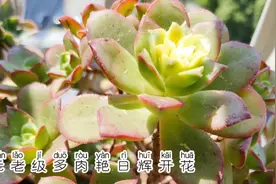 元老级多肉艳日辉以为是出状态，仔细观察有一个头开花，及时掐掉视频封面