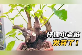 捡漏的三角梅粗枝条扦插成活，新芽30公分长需要打顶吗？视频封面