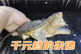 饲养一只大鳄和佛鳄的结合体，这种感觉太棒了，一龟两用啊视频封面