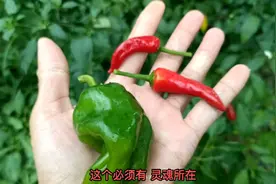 春天挖的芥菜 焯水后放到冰箱冷冻 放到立秋后再吃 鲜香无比~~视频封面