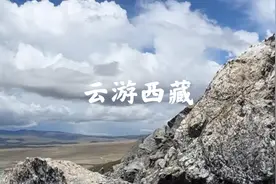 水母雪莲花，红景天，国家二级保护植物！野外遇到不可采摘