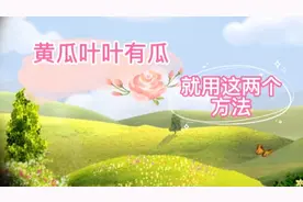 黄瓜光长秧子不结瓜，用这两个方法试试，叶叶有瓜视频封面