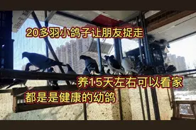 二十多羽小幼鸽，让朋友今天捉走养，养十五天左右可以看家。哦！视频封面